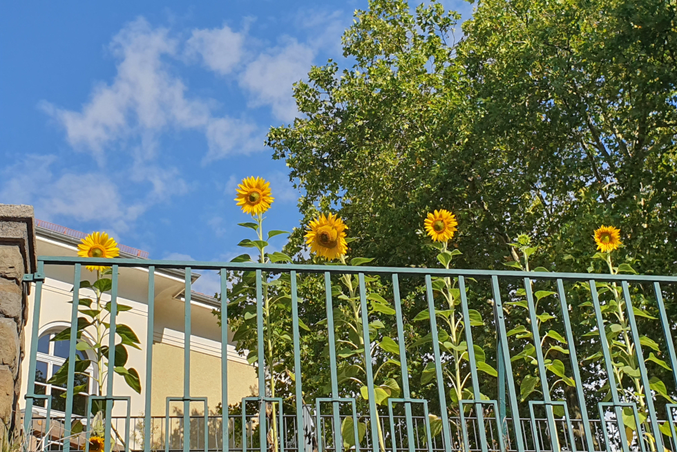 Unsere Sonnenblumen-Aktion